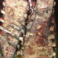 El cooksnap de applewhite cuando hizo Costillas de cerdo asadas.