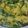 Sapna Kotak Thakkar's cooksnap of when they made નાયલોન ખમણ (ઈન્સ્ટન્ટ અને જાળીવાળા).