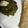 Attreyee Roy's cooksnap of when they made সর্ষে শাক (shorshe saag recipe in Bengali).