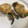 El cooksnap de Sílvia Briansó Caballero cuando hizo Rollitos rellenos de pavo, con miel y mostaza.