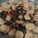 Cooksnap dari momikeni untuk resep Tumis jamur kuping Baso