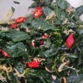 Cooksnap dari Febry Supriyadi untuk resep Tumis Daun Pepaya Jepang (Chaya) dengan Teri Nasi