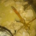 Cooksnap dari Ruri Wulandari untuk resep Kuah kuning telur+ tahu+ kol(mudah murah)