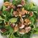 El cooksnap de marina cuando hizo Ensalada de higos, rulo de cabra, canónigos y nueces.