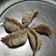 Cooksnap AliyaWan semasa beliau membuat Wonton Skins/Dumpling Wrappers/ Kulit Wantan Homemade.