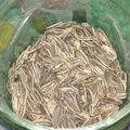 El cooksnap de Dai Perez cuando hizo "Pipas" caseras (semillas de girasol saladas).