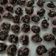 Cooksnap dari Shela Meilinda untuk resep Coklat Chococrunch