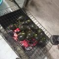 Cooksnap của Nhi Rồm khi họ làm theo món Ốc bươu nướng tiêu xanh