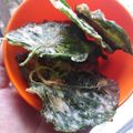 Cooksnap dari Siti untuk resep Keripik bayam kriuk tahan lama