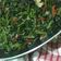 Cooksnap dari L.nisa untuk resep Tumis kangkung