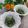 クックHG9V8Y☆'s cooksnap of when they made おくらの胡麻和え.