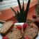 Cooksnap dari Yetti Pujilestari untuk resep Bolu Nutrijell Oreo