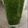El cooksnap de Rita cuando hizo Jugo verde.