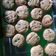 Cooksnap dari Ria Kansil untuk resep Chocochip Cookies