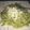El cooksnap de Patricia Quiroga Newbery cuando hizo Pesto albahaca y perejil.