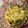 Mridula Srivastava's cooksnap of when they made Raw mango onion salad.