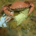 Cooksnap dari Qonik Muflikhah Eryanti untuk resep Kare kepiting