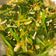 Lanni Hsu 的 蒜味菠菜炒雪白菇 cooksnap