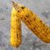 Cooksnap RH Kitchens semasa beliau membuat Jagung Bakar.