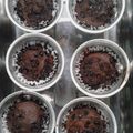 Cooksnap dari Susilawati Wati untuk resep Brownies Kukus Lapis Coklat aLa NCC