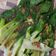 Cooksnap dari Disini Romi untuk resep Tumis Pokcoy Bawang Putih