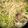 Darla Jylpig Ren 的 絲瓜雞肉麵 cooksnap