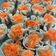 Cooksnap dari Tiara Anindita untuk resep Dimsum ayam sederhana