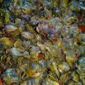 Cooksnap dari Eka Chibii Marukø Chan untuk resep Kerang tumis pedas manis