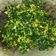 Cooksnap dari Nuril Ikhfadzni untuk resep Oseng Daun Pepaya Jepang