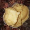 El cooksnap de Noelia. C cuando hizo Helado de mango elaborado con la Monsieur Cuisine Plus.