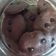 Cooksnap dari Dewi Sujito untuk resep Cookies Choco Chips