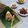 Cooksnap dari ✨ Ella Hadibroto ✨ untuk resep Nasi sela, nasi campur ubi jalar khas Bali