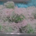 Cooksnap dari Yuli Putrileaeysn untuk resep "KLEPON KETAN" (isi gula merah)