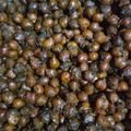 Abhilasha Singh का कुकस्नैप जब उन्होंने चटपटे काले चने (chatpate kale chane recipe in Hindi) बनाया था।