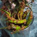 Abhilasha Singh का कुकस्नैप जब उन्होंने तीखी मिर्ची (teekhi mirchi recipe in Hindi) बनाया था।