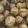 Harshita Patel's cooksnap of when they made મેથી ના મુઠીયા (Methi Muthia Recipe In Gujarati).