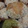 Cooksnap dari Delia untuk resep Onde-onde pecah