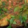 Cooksnap dari Rizka Rahma untuk resep Balado ikan kuniran