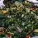 Cooksnap dari Nathalia Irawati untuk resep Tumis daun singkong dan daun pepaya dan ebi kering