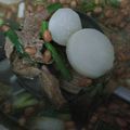 Cooksnap dari Clara untuk resep Soto Bandung
