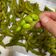 Cooksnap dari Kristina Heryawati untuk resep Cruchy Boiled Edamame