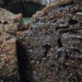 Cooksnap dari Nur Hidayah untuk resep Bolu karamel/sarang semut+step by step