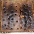 Cooksnap dari Beatrix Marpaung untuk resep Sponge Cake Coklat Lembut