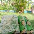 Cooksnap dari Eni Astuti untuk resep Bolu pandan Lapis Kukus