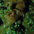 Rose Mary Mairiga's cooksnap of when they made Fresh okro soup.