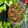 Charusheela Prabhu's cooksnap of when they made केळ फुलाची भाजी (Kelphulachi Bhaji Recipe In Marathi).