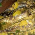 Cooksnap dari Nursanti untuk resep Pesmol ikan kembung