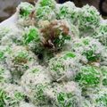 Cooksnap dari Dhewy Asry untuk resep Klepon Ketan Isi Gula Merah