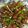 Sara adawi's cooksnap of when they made كبة مقلية.