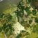 Cooksnap dari ika madayanti untuk resep Sayur daun singkong